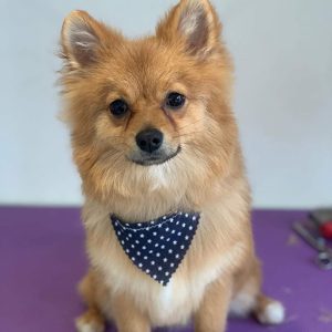 Kennel Registration Pomeranian Stud dog