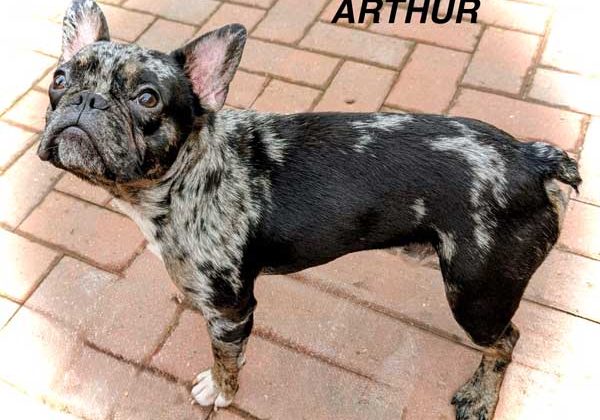 French-Bulldog-for-stud