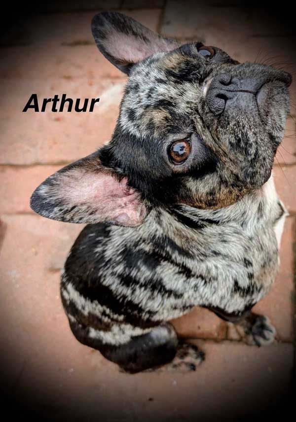 French-Bulldog