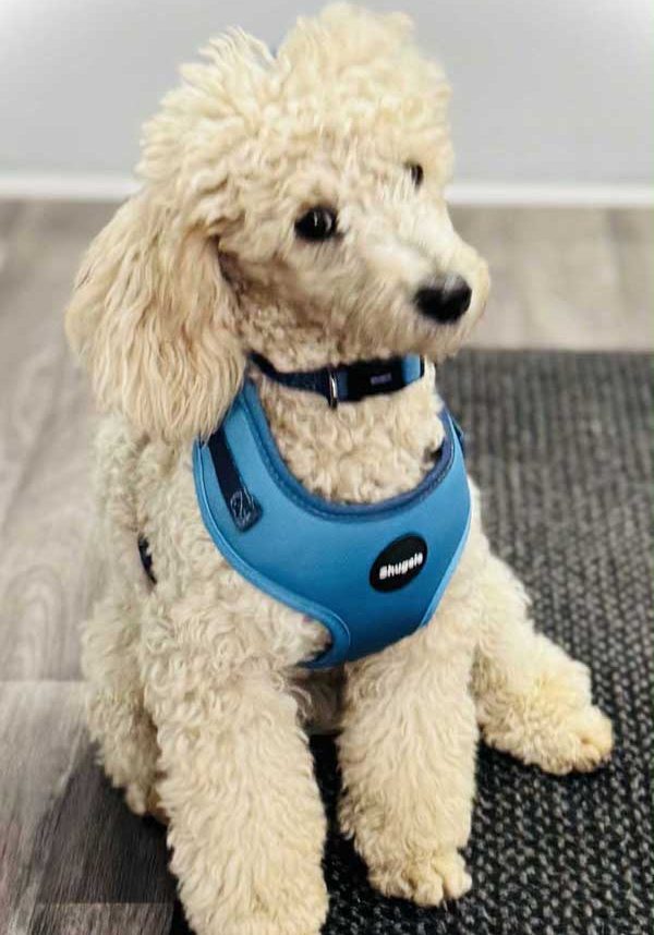 Ghost-Miniature-Poodle-Stud
