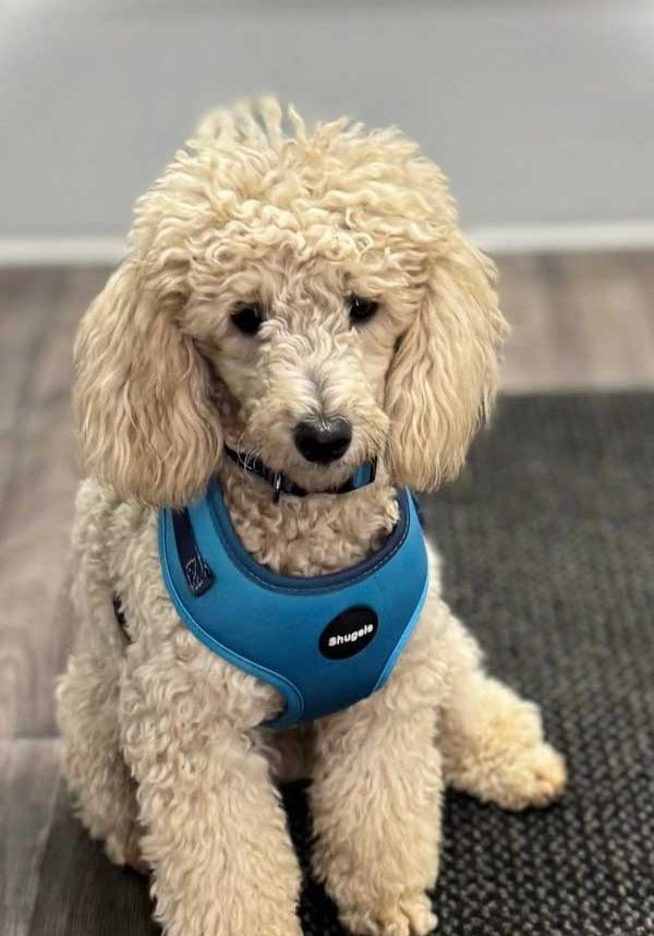 Ghost-Miniature-Poodle