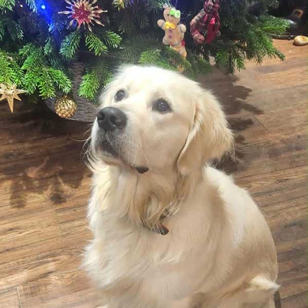 Golden-Retriever-for-stud Golden-Retriever-for-stud