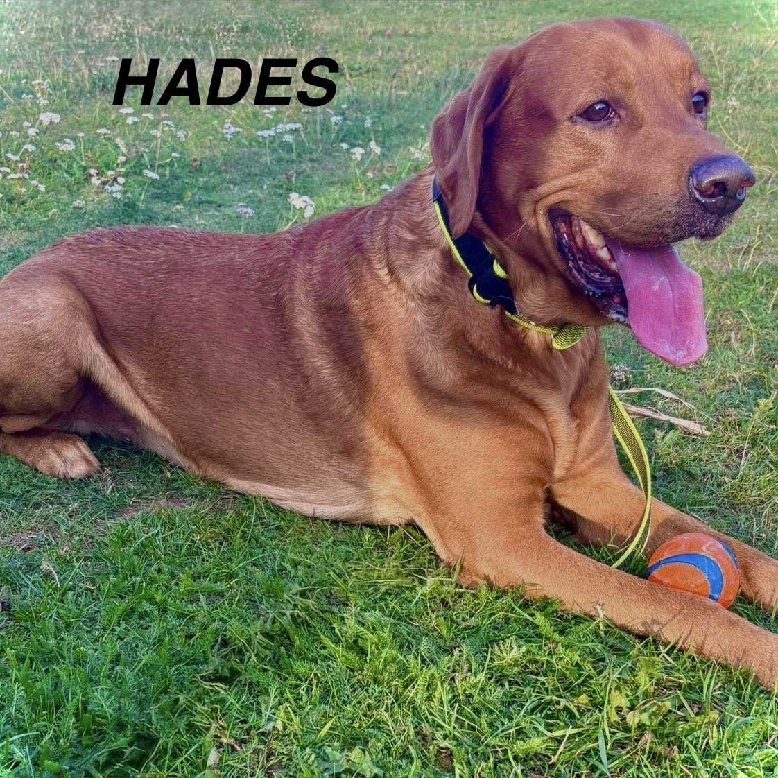 Hades-profile-image-07-10-25 Hades-profile-image-07-10-25