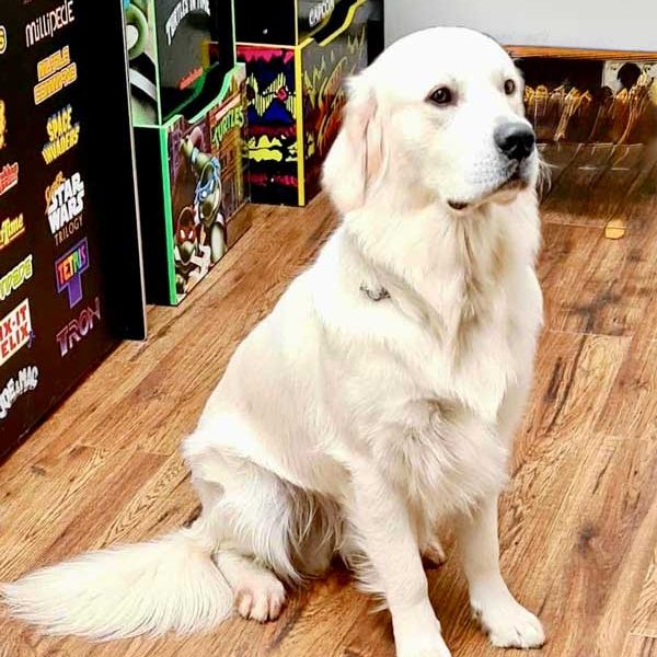 Haggis-Golden-Retriever