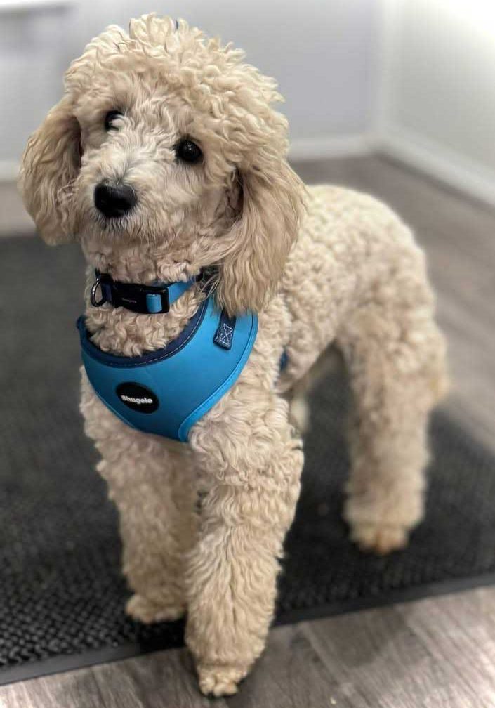 Miniature-Poodle-Stud