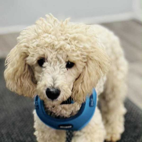 Miniature-Poodle Miniature-Poodle