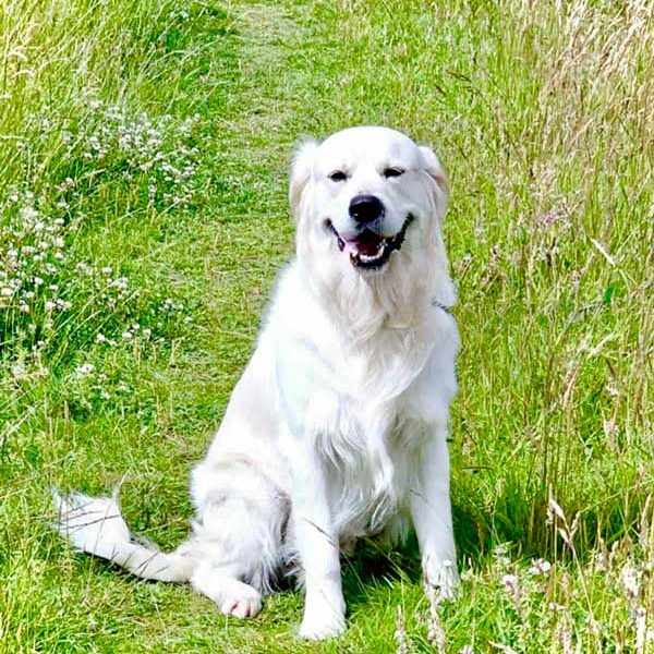 Old-English-Cream-Golden-Retriever-for-stud