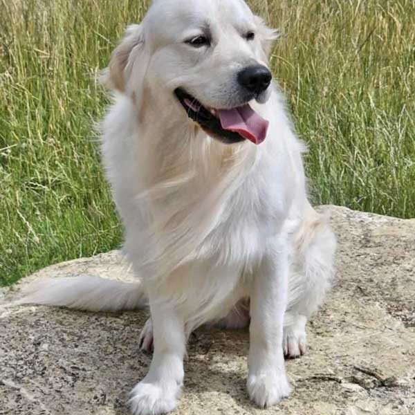 Old-English-Cream-Golden-Retriever