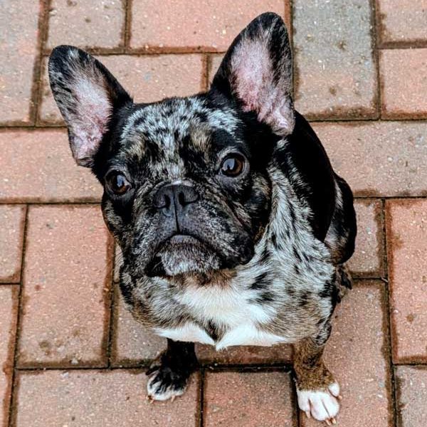 multi-tonal-merle-French-Bulldog-for-stud multi-tonal-merle-French-Bulldog-for-stud