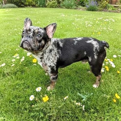 multi-tonal-merle-French-Bulldog