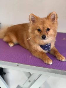 dog fertility services