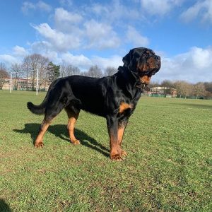 Rottweiler stud dog