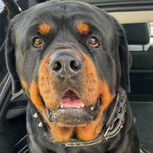 Rottweiler stud dog