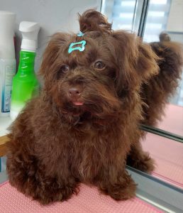 fertility service stud dog